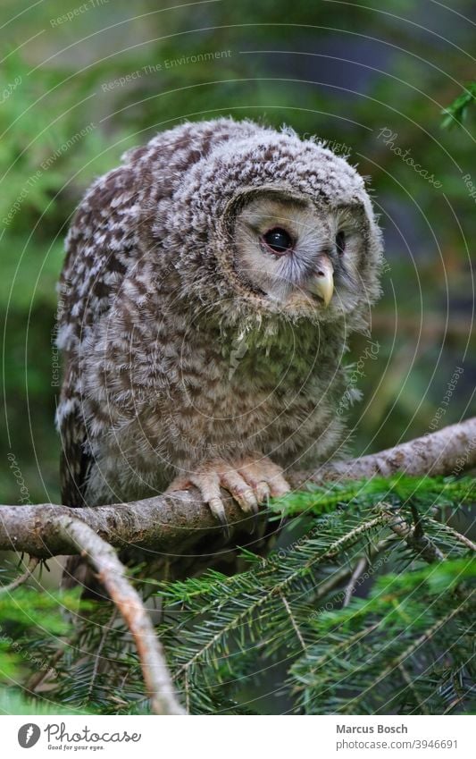 Habichtskauz - Jungvogel, Strix uralensis, Ural owl - squab Baum Bayerischer Eule Eulen Eulenvogel Greifvoegel Greifvogel Kauz Nationalpark Raubvoegel