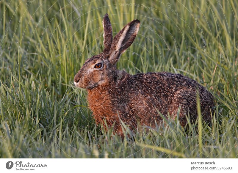 Feldhase, Lepus europaeus, Europäischer Hase Barthaar Circus aeruginosus Europaeische Europaschuppen Gras Grünzeug Nager Nagetier ohr pflanze Pflanzenfresser