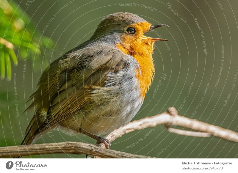 Singendes Rotkehlchen Erithacus rubecula Vogel Wildvogel Tiergesicht Kopf Schnabel Auge Federn Gefieder Flügel Krallen Beine singen Gesang zwitschern