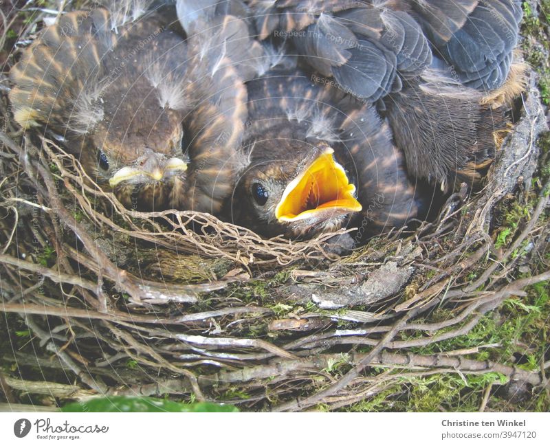 Vier kleine Amseln in ihrem Nest. Sie liegen eng aneinander gekuschelt, man sieht zwei Köpfchen, ein Junges hat den Schnabel geöffnet. Amselnachwuchs Jungvögel