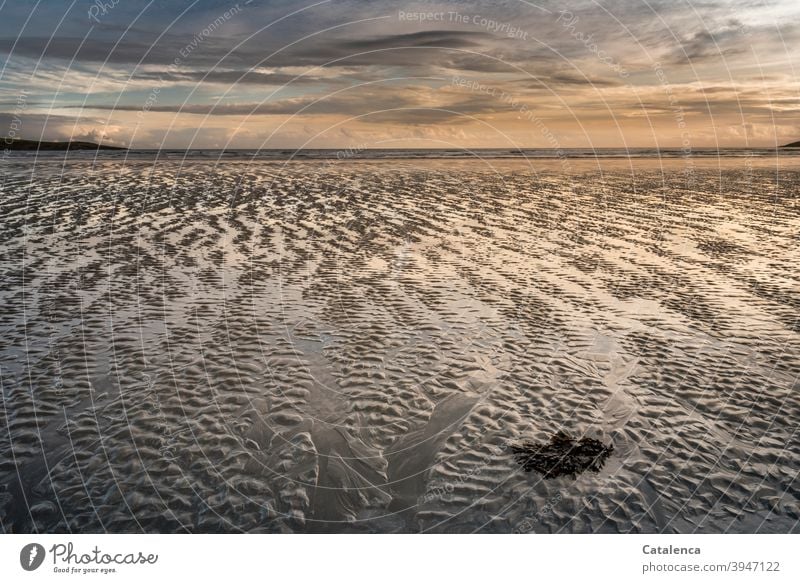 Abends bei Ebbe am Strand, im Vordergrund ein Büschel Tang Tageslicht Natur Landschaft Küste Gezeiten Sand Wasser Meer Abebd Dämmerung Horizont Himmel Wolken