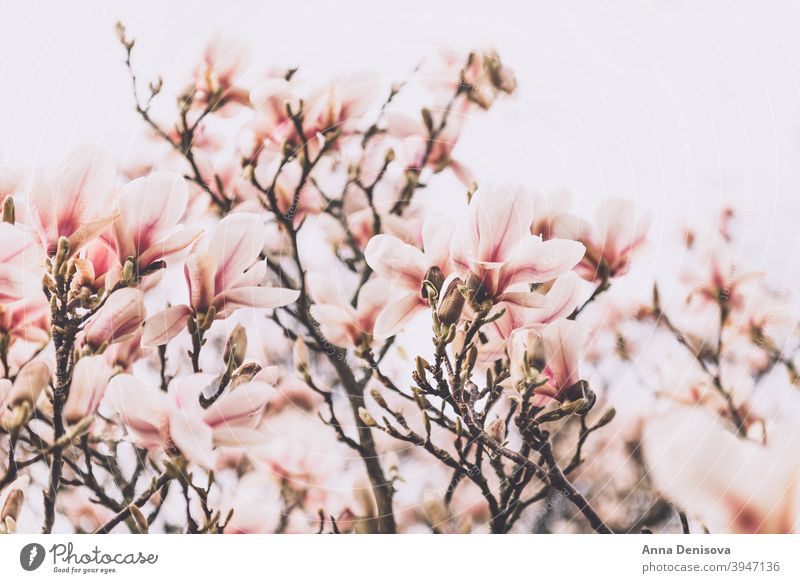 Magnolienbaum im Frühling Blume Baum wunderschön Buchse Licht rosa Bank Weg Überstrahlung Englisch Garten Großbritannien Park Blütenblatt Ast Natur