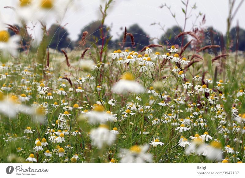 Sommerblumenwiese mit Kamille und Gräsern, im Hintergrund Bäume und grauer Himmel Blume Blumenwiese Blüten Wiese Wildblumen Landschaft Natur Umwelt