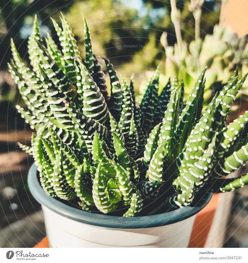 Haworthia Sukkulentenpflanze in einem Topf Gartenarbeit sukkulente Pflanze exotisch Topfpflanze Textur organisch Kaktus Crassulaceae Blätter Exotische Pflanze