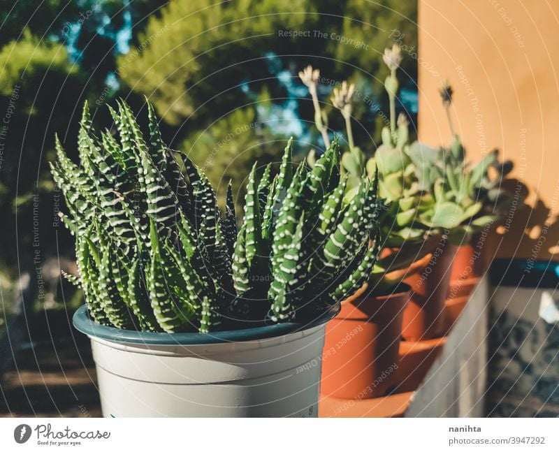 Haworthia Sukkulentenpflanze in einem Topf Gartenarbeit sukkulente Pflanze exotisch Topfpflanze Textur organisch Kaktus Crassulaceae Blätter Exotische Pflanze