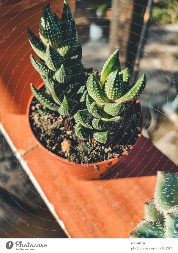 Haworthia Sukkulentenpflanze in einem Topf Gartenarbeit sukkulente Pflanze exotisch Topfpflanze Textur organisch Kaktus Crassulaceae Blätter Exotische Pflanze