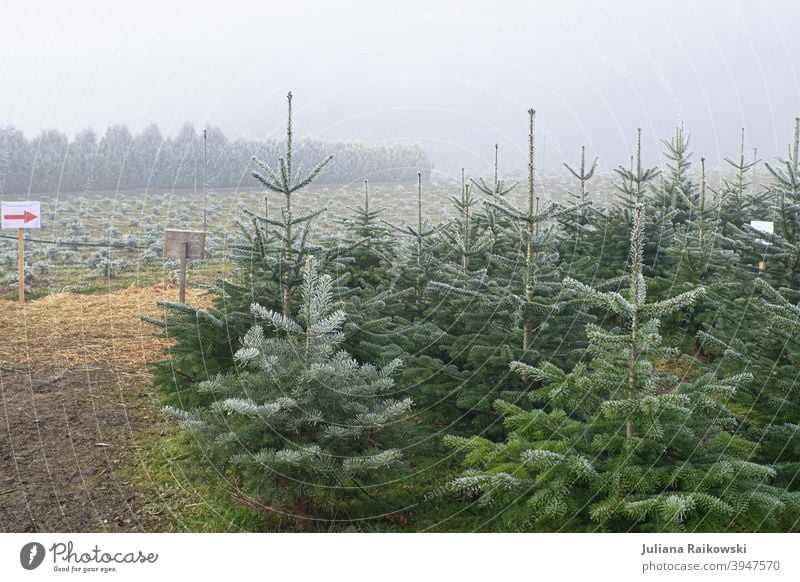 Tannenbäume im Nebel Baum Winter Schnee kalt weiß Eis Frost Natur Außenaufnahme Menschenleer Farbfoto Tag Wald Umwelt Pflanze Landschaft Gedeckte Farben Wetter