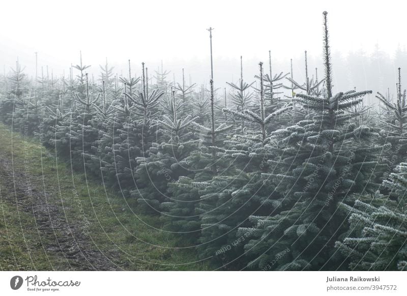 Christbaum Plantage im Nebel Tanne Baum Winter Schnee kalt Eis Frost Natur Außenaufnahme weiß Menschenleer Farbfoto Tag Wald Umwelt Pflanze Landschaft