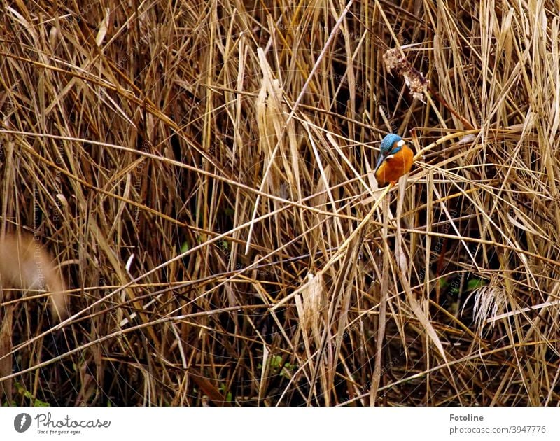 Sich auf der Jagd befindend sitzt der kleine Eisvogel auf einem Schilfhalm und beobachtet sein nächstes Beutestück. Eisvögel Vogel Tier Außenaufnahme Farbfoto