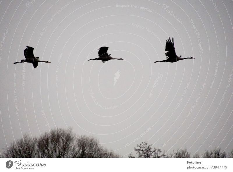 In den Süden? Nein danke! Diese Kraniche bleiben hier. Elegant fliegen sie über den Bäumen vor grauem Himmel. Kranichvögel Kranichflug Vogel Außenaufnahme