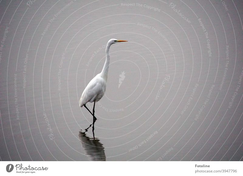 Heimlich, ganz leise und vorsichtig, stakst der Silberreiher durch das flache Wasser um Fische zu fangen. Reiher Vogel Tier Natur Farbfoto Außenaufnahme Umwelt