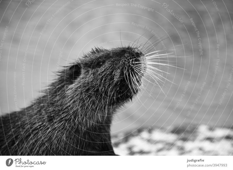 Nutria Biberratte Sumpfbiber Coypu Tier Nagetier Tierprtrait Fell Kopf Fühlhaare Vibrisse Wildtier Tiergesicht Natur Außenaufnahme niedlich Wasser