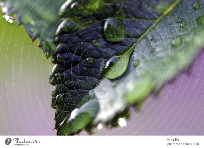 Tropfen am Blatt Wassertropfen Tiefenschärfe frisch ruhig Makroaufnahme Strukturen & Formen