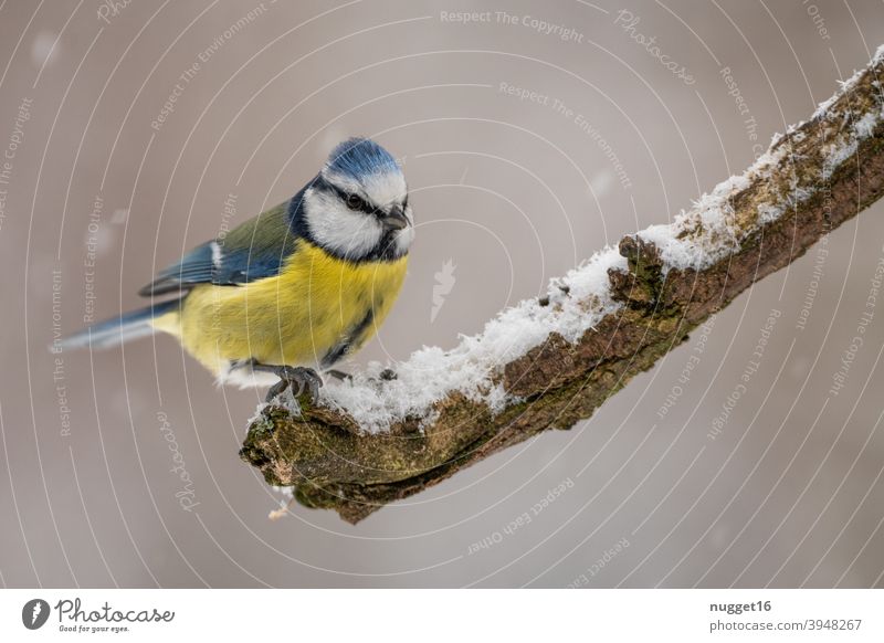 Blaumeise auf Ast Vogel Meise Tier niedlich Tierporträt Winterfütterung Farbfoto 1 Außenaufnahme Tag Natur Menschenleer Wildtier Umwelt natürlich Tiergesicht