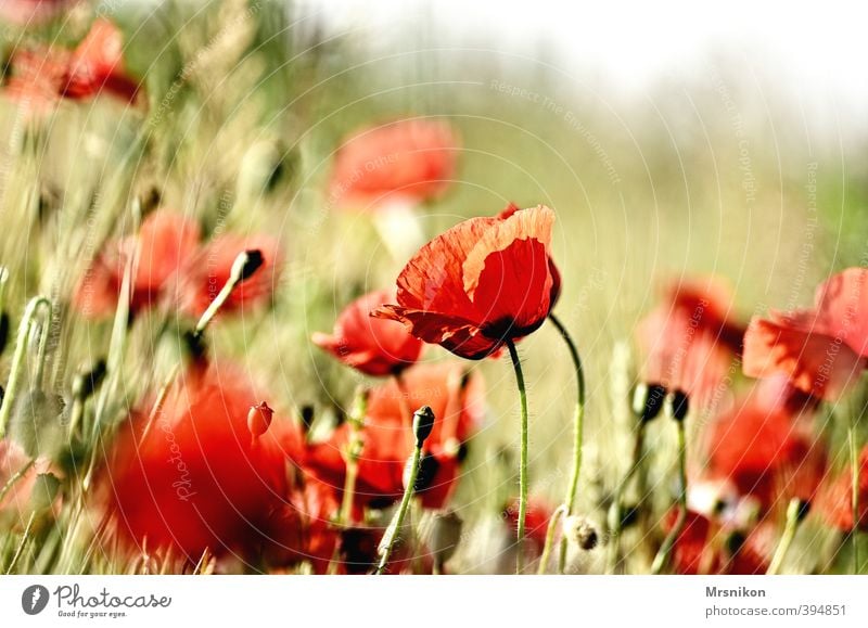 mohn Sommer Pflanze Blume Blüte Mohn Mohnblüte Mohnfeld Mohnkapsel Mohnblatt Wiese Feld Wärme rot Farbfoto Außenaufnahme Textfreiraum rechts Morgen Tag Licht