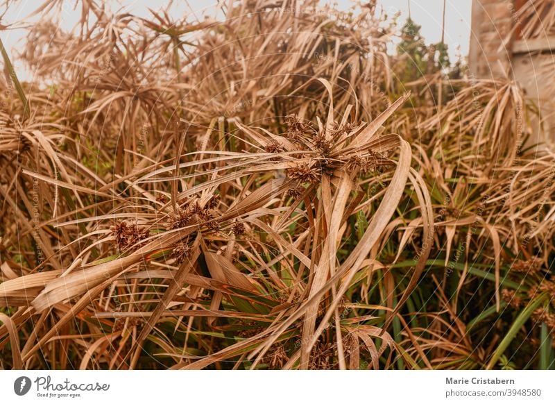 Cyperus alternifolius oder Schirmpapyrus, der in der Sommerhitze und Trockenheit trocknet Wechselfeuchte (Cyperus alternifolius) Dürre globale Erwärmung