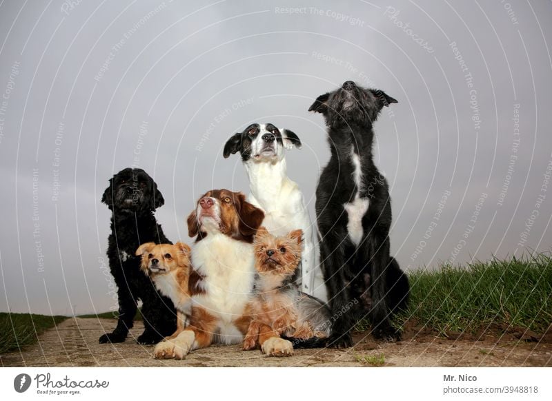 freundschaft I auf vier Beinen Tier hundezucht Hundegruppe Reinrassig Gassi gehen Haushund Schnauze Wachsamkeit Hundekopf Tiergesicht dressieren Mischling