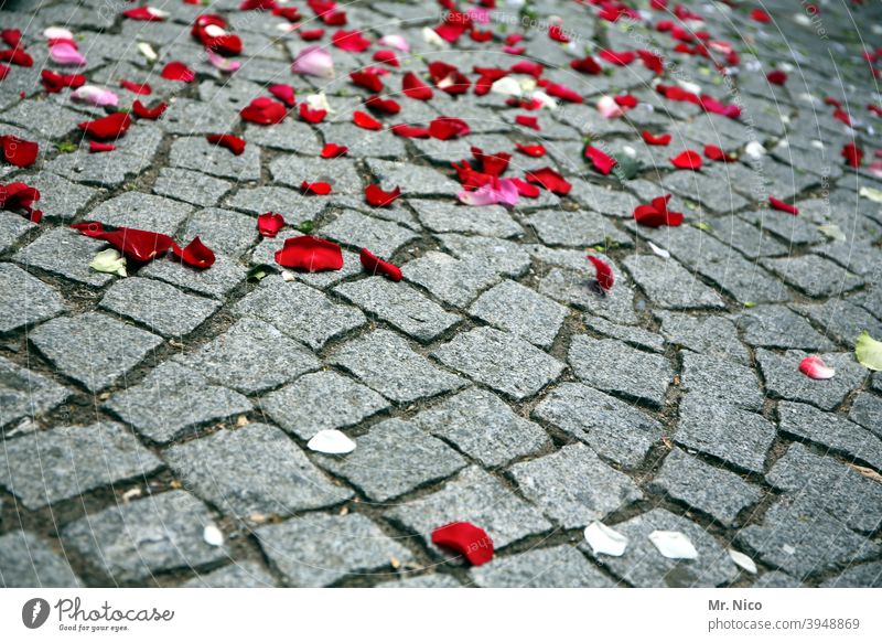 Rosenblätter auf Kopfsteinpflaster Pflastersteine Wege & Pfade grau rot verteilen Tradition Ehe standesamtliche trauung Glück Blumen streuen Hochzeit