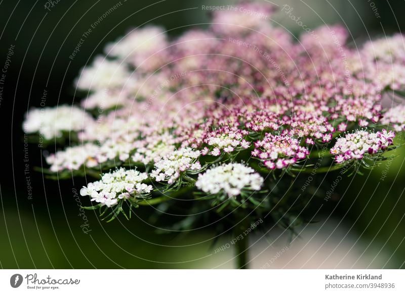 Rosa Queen Ann's Lace Makro Königin-Anns-Spitze Möhre wild grün rosa purpur weiß Wiese Feld Nahaufnahme Natur natürlich Wildblume geblümt Blume heimatlich