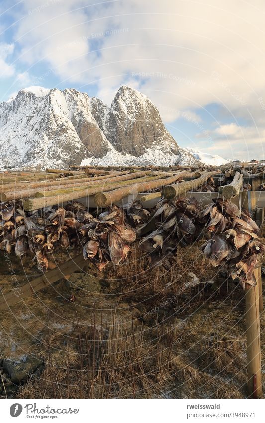 Kabeljauköpfe beim Trocknen in kalter Luft. Festhaeltinden-Lilandstinden-Montagen-Hintergrund. Sakrisoya-Reine-Lofoten-Norwegen. 0252 direkt am Meer hölzern