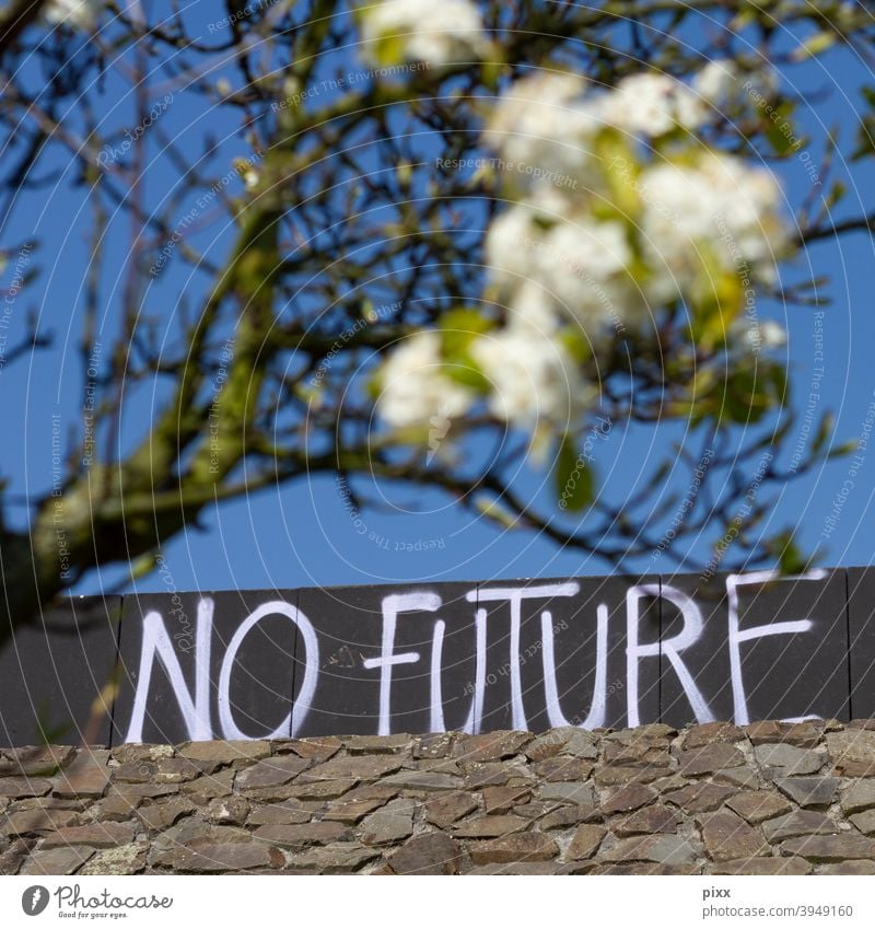 No Future Gegensatz Zukunft Zukunftsangst Blüte Blütenzauber blühen Baum Sommer Frühling Himmel Wolkenloser Himmel Mauer unscharf Tiefenschärfe grafitti urban