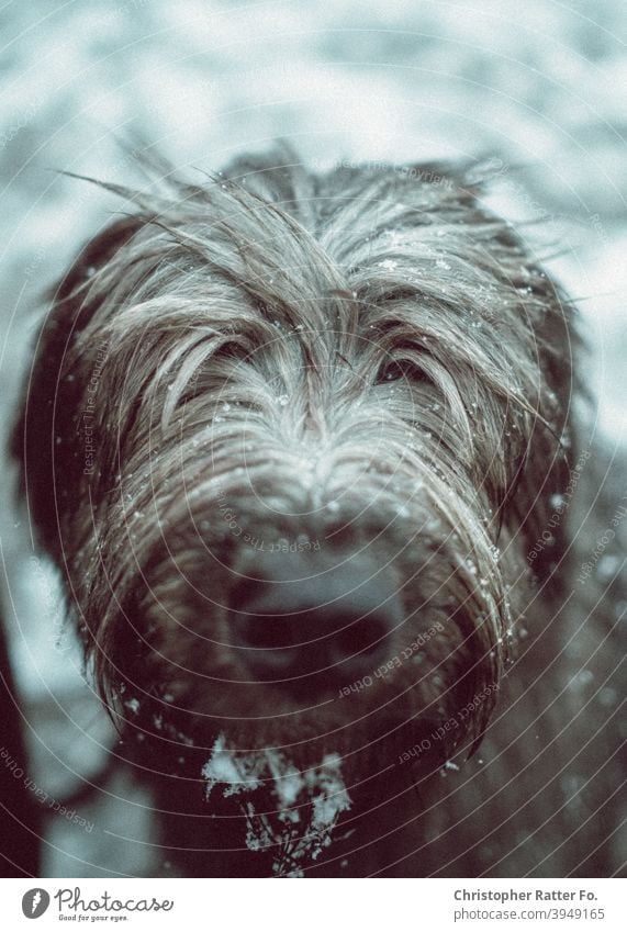 Kalte Schnauze. Ein zerzauster Hunde schaut in die Kamera während eines Winterspaziergangs im Schnee. schön Spaziergang Winterlandschaft Jahreszeiten Kälte