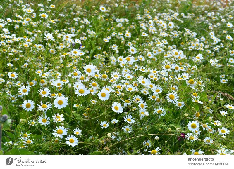 blühende Kamillenblüten im Garten kamille echte matricaria chamomilla blume feld natur sommer landschaft tee unkraut heilpflanze weiß grün korbblütler