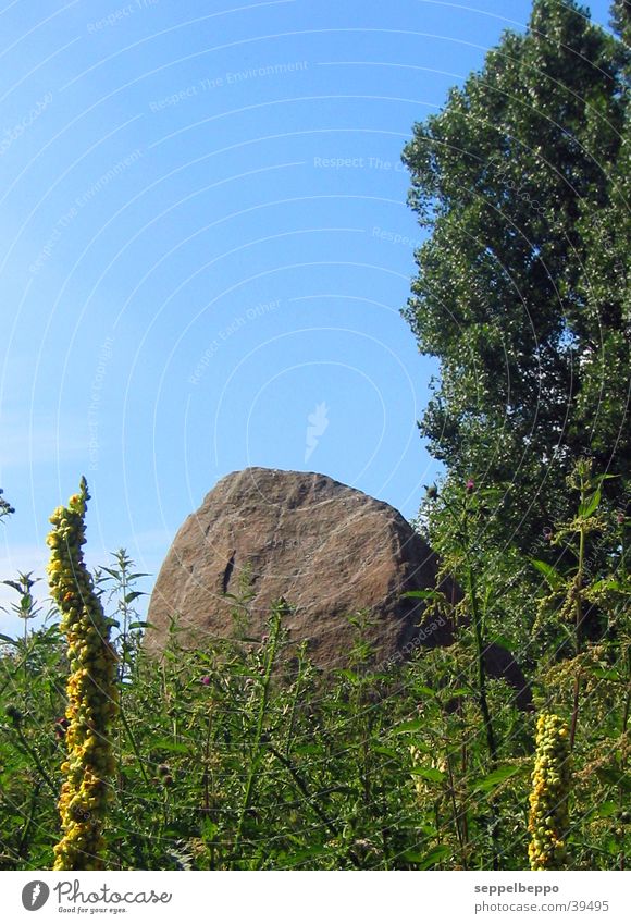 findling Sommer Wiese grün Berge u. Gebirge Stein blau Pflenzen Bruchstück Steinblock