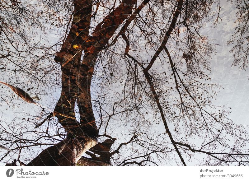 Spiegelung von Baum im Schlachtensee im Winter Naturerlebnis Ferien & Urlaub & Reisen Lebensfreude Landschaft Tourismus Licht Kontrast Schatten Sonnenstrahlen