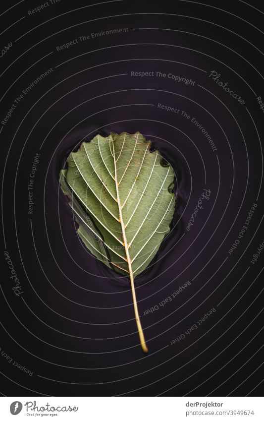 Letztes Blatt im Schlachtensee im Winter Naturerlebnis Ferien & Urlaub & Reisen Lebensfreude Landschaft Tourismus Licht Kontrast Schatten Sonnenstrahlen