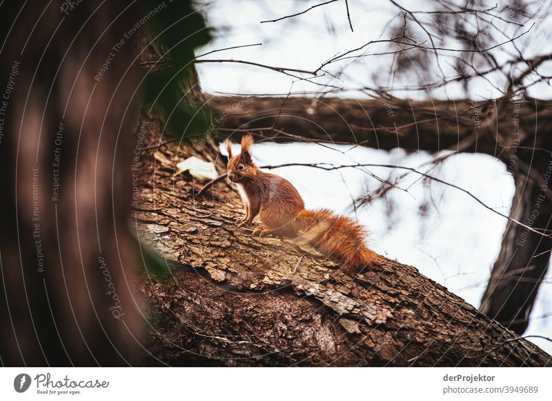 Eichhörnchen am Schlachtensee im Winter Naturerlebnis Ferien & Urlaub & Reisen Lebensfreude Landschaft Tourismus Licht Kontrast Schatten Sonnenstrahlen