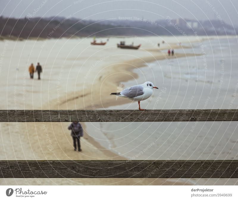 Seebrücke von Ahlbeck auf Usedom im Winter mit Möwe II Seeküste einen Spaziergang machen Ferien & Urlaub & Reisen entdecken Ausflugsziel Wellen Wellengang