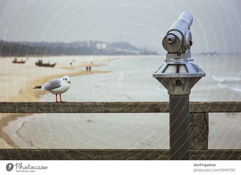 Seebrücke von Ahlbeck auf Usedom im Winter mit Möwe Seeküste einen Spaziergang machen Ferien & Urlaub & Reisen entdecken Ausflugsziel Wellen Wellengang