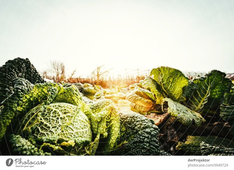 Bio-Kohl im Winter auf dem Feld in Brandenburg I Zentralperspektive Schwache Tiefenschärfe Sonnenlicht Kontrast Schatten Licht Tag Textfreiraum Mitte