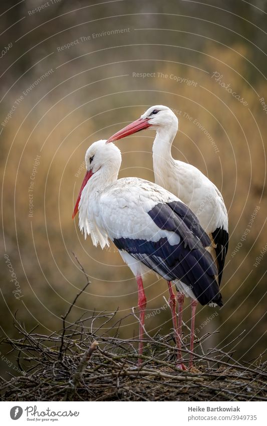 Storchenpaar im Nest Tier Vogel rot weiß braun Außenaufnahme Natur Frühling Schnabel Wildtier Farbfoto Liebesbekundung beschützen Weißstorch Tierporträt Umwelt