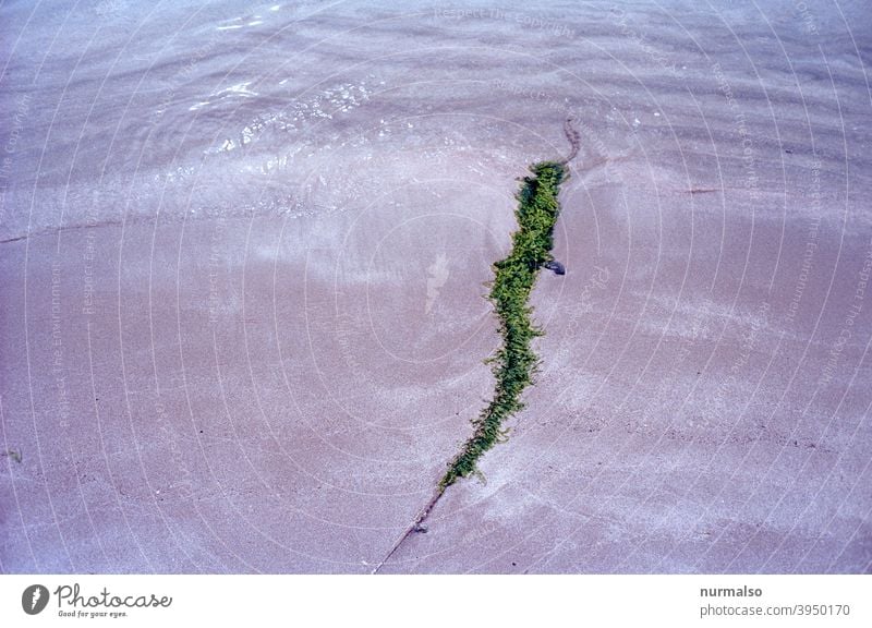 Grüne Schlange Meer strand algen wasser wellen tang natur bewuchs grün nachhaltig sauber sommer ferien sand freiheit bio Salzwasser mittelmeer monochrome analog