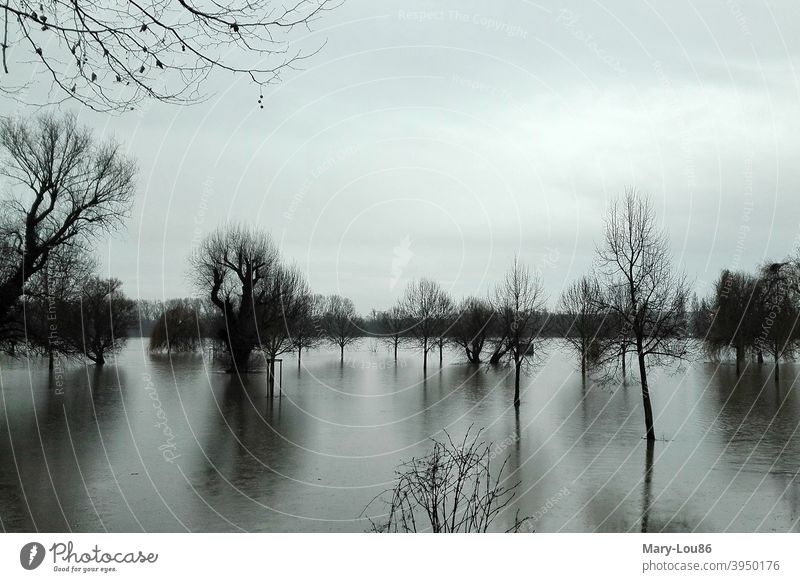 Bäume im Hochwasser Baum Bäume im Wasser Fluss Rhein Landschaft Natur Naturerlebnis Naturaufnahme Reflexion & Spiegelung Menschenleer Umwelt ruhig Himmel Gefahr