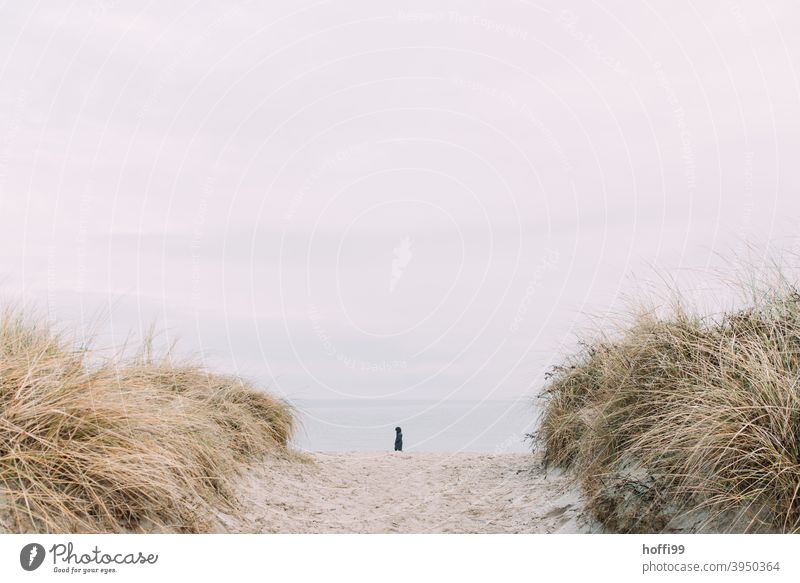 ein einsamer Strandspaziergänger zwischen den Dünen Mensch Wege & Pfade Nordsee Wattenmeer Einsamkeit Küste Silhouette Horizont Winter gehen alleine Wattwandern