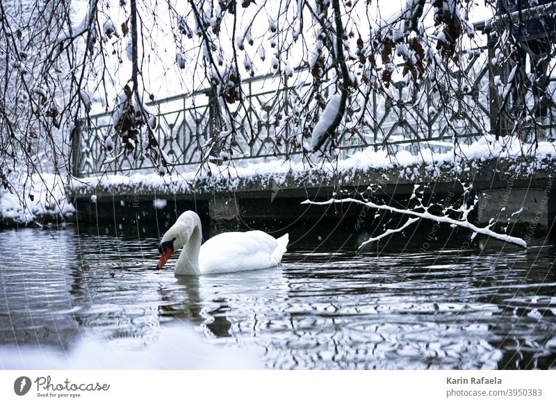 Schwan im Winter Tier Vogel Wasser weiß Natur See Farbfoto Außenaufnahme Wildtier Menschenleer Umwelt Tag Reflexion & Spiegelung Seeufer natürlich schön kalt