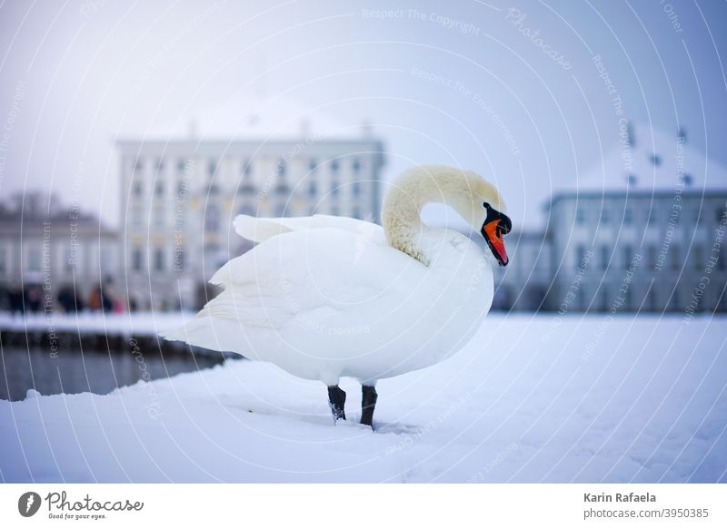 Schwan im Winter kalt Tier Vogel weiß Wasser Natur elegant Außenaufnahme Schnabel schön Hals Feder Farbfoto ästhetisch Stolz Teich Blick Schwanensee Leben Kopf