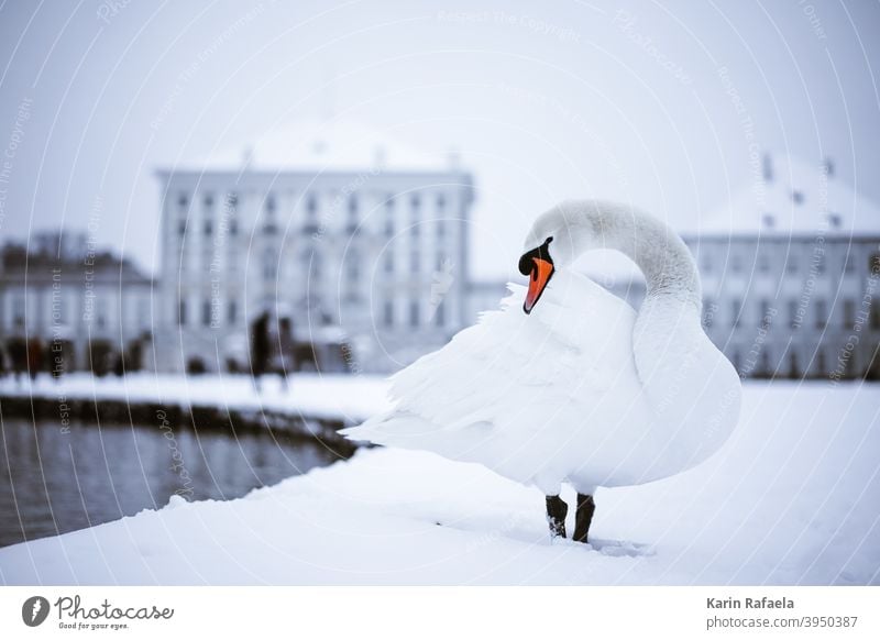 Schwan im Winter Wasser Tier Vogel weiß Feder Schnabel schön elegant Natur Im Wasser treiben ästhetisch Stolz Hals Flügel Schwanensee Außenaufnahme kalt Schnee