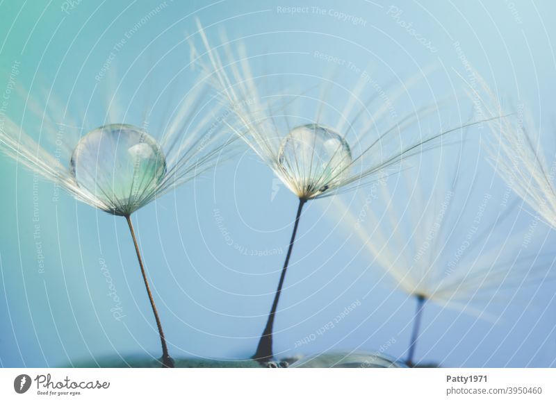 Wassertropfen sammeln sich auf Löwenzahnsamen Makro rund Pflanze Makroaufnahme Natur Detailaufnahme Samen Pusteblume leicht fragil blau