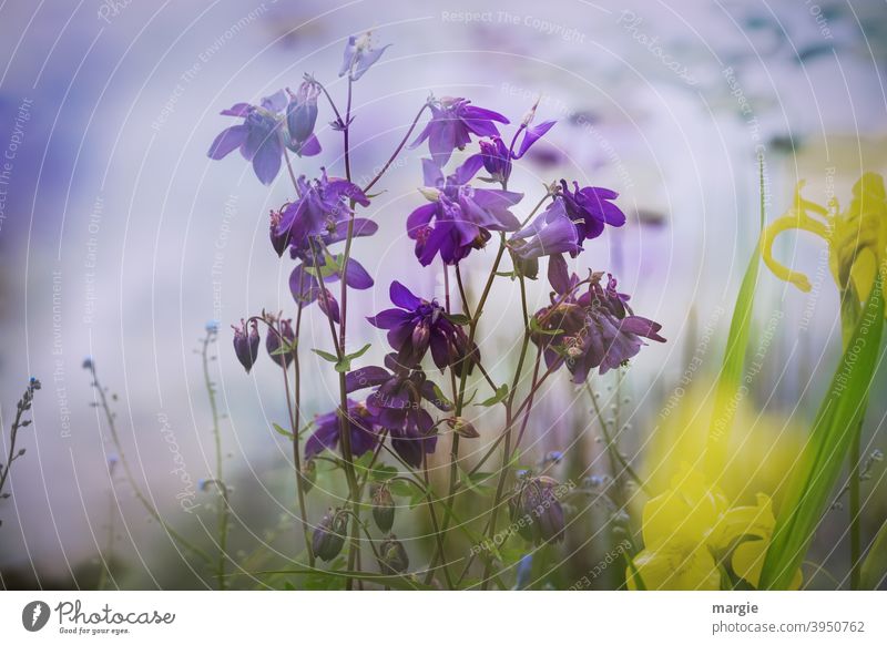 Blumen an einem Teich, Akelei und gelbe Lilien Teichufer Sommer Blüte Blütenblatt schön unscharfe tiefe Frühling natürlich Blühend lila Vergißmeinnichtblüte