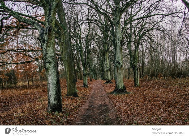 Weg zwischen kahlen Bäumen, Herbstlaub am Boden Waldweg Pfad Spaziergang Outdoor Winter Laub trist Natur Umwelt Außenaufnahme Baum Landschaft Erholung