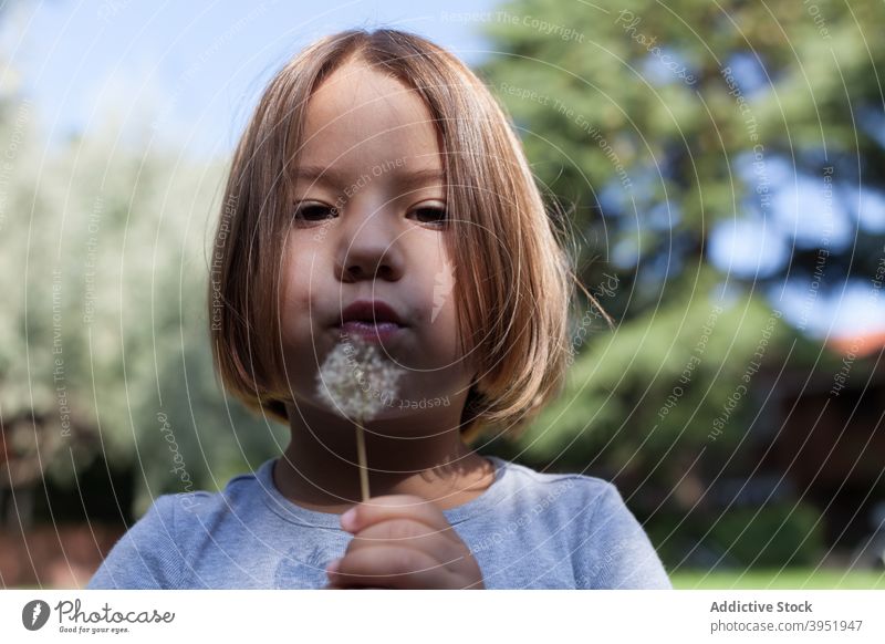 Adorable kleines Mädchen bläst Löwenzahn in der Natur Kind Schlag Park Blume Kindheit Porträt ruhen Freude sorgenfrei idyllisch Grün niedlich blond sonnig