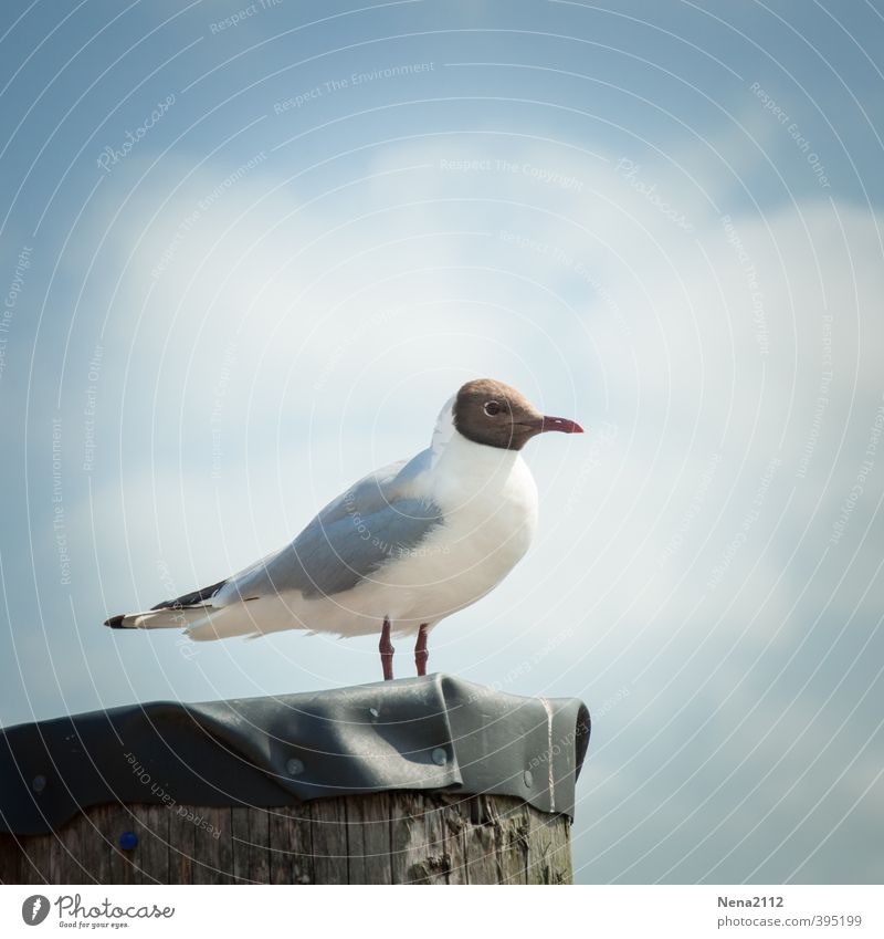 Feel free Umwelt Natur Luft Sommer Schönes Wetter Küste Seeufer Strand Nordsee Ostsee Meer Insel Vogel 1 Tier beobachten Möwe Himmel Wolken Freiheit Farbfoto