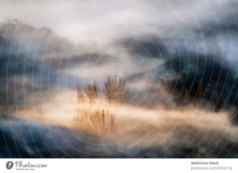 Nebel über Wald mit blattlosen Bäumen Baum laublos Landschaft Natur malerisch mystisch Dunst Abend Himmel Dämmerung stumm trist Wälder Windstille bedeckt ruhig