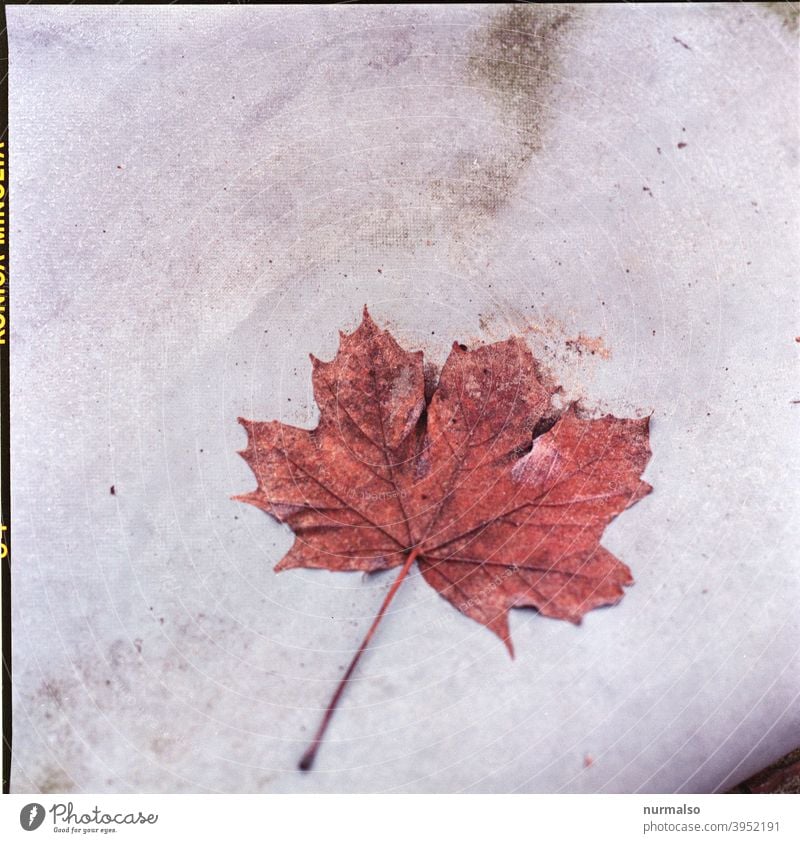 Rotblatt Blatt herbst rot kontrast vergänglichkeit beton analog quadrat gefallen ende verrotten trocken bio nachhaltig kompost baum