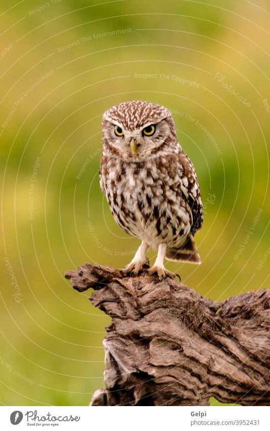 Niedliche kleine Eule Vogel Feder Tier Waldohreule Auge Natur Tierwelt Hintergrund Raubtier Jäger Blick Beitrag Beute lustig weiß niedlich wild braun starren