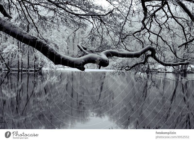 winterlich verschneiter Waldsee eingefrorener see Winterspaziergang Winterstimmung Winterwald Märchenhaft Märchenwald Winterlandschaft winterliche Stille Schnee